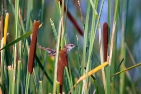 A common reed warbler (Locustella naevia) perched on a reed.