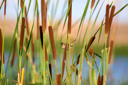 A dragonfly sits on a reed in the morning sun.