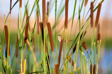 The reed warbler (Locustella ludoviciana) is a small bird in the reed family.の写真素材