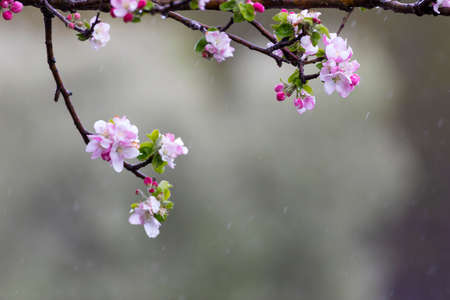 Blossoming branch of apple tree with pink flowers on a blurred background.