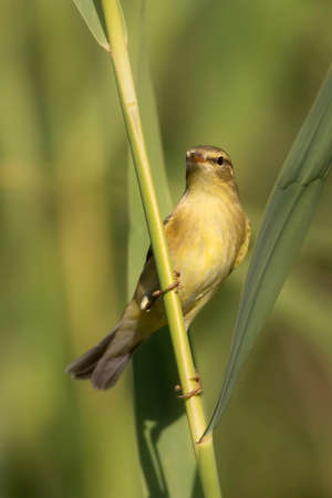 A common reed warbler perched on a reed stalk.
