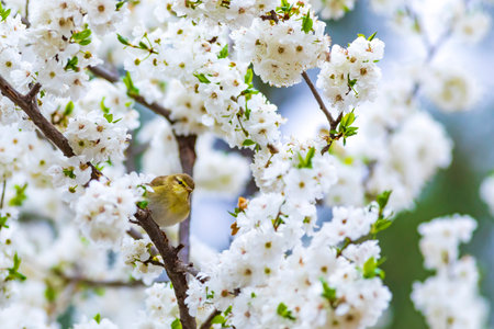Plum blossom in spring with chinese warbler bird.