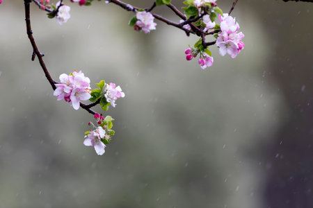 Blossoming branch of apple trees in the rain. Spring background