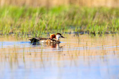 A pair of great crested grebe (Tachybaptus ruficollis) swimming in a lake.