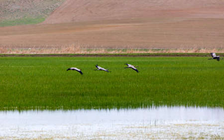Pair of cranes flying over a paddy field in springの写真素材