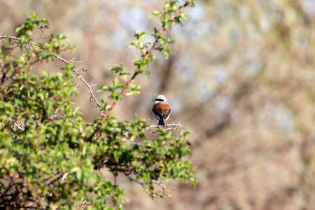 A redstart perched on a branch in the Kruger National Park, South Africa.