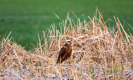 A common buzzard (Circus aeruginosus) in its natural habitat.