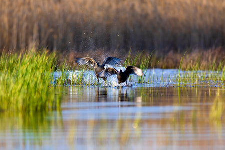 A great crested greylag goose (Anser anser) swimming in a lake.