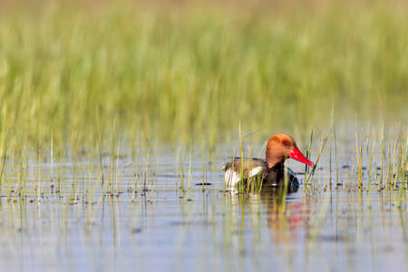 Red-throated pochard (Netta rufina) in its natural enviroment in Denmark
