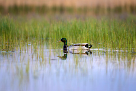 A male mallard duck swims in a lake in the early morning.
