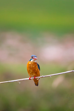 Kingfisher perched on a perch in the middle of a meadow
