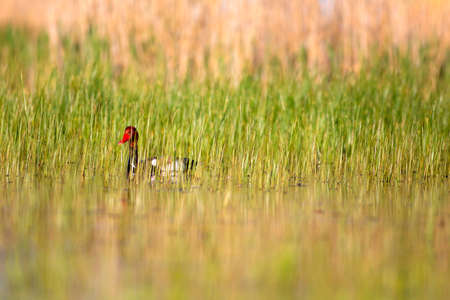 A red duck swims in a lake on a sunny day.
