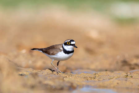 Little ringed plover (Charadrius dubius) in its natural habitat