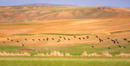 A flock of crows flies across the steppe in the spring.