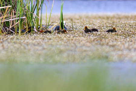 A group of common coot (Fulica atra) in the water