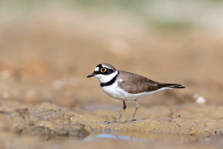 Little ringed plover (Charadrius dubius) in its natural enviromentの写真素材