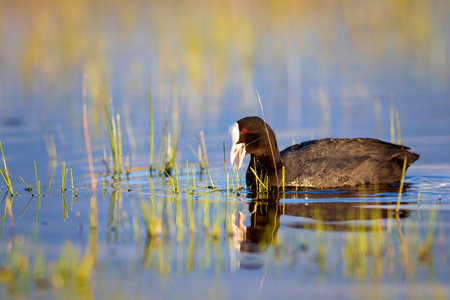 A coot swims in a lake in the morning sun.の写真素材