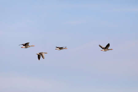 Flock of greylag geese flying in the blue sky