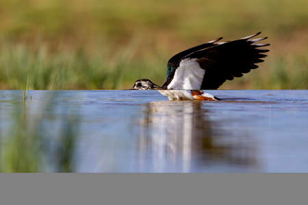 Northern shoveler (Anas platyrhynchos) taking a bath in the water