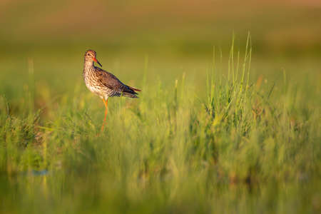 Common redshank (Tringa totanus) in the grass