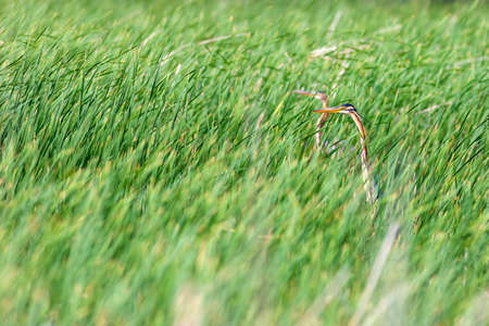 Purple heron (Ardea purpurea) in the green grass
