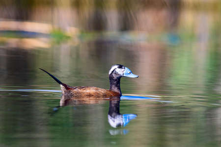 A closeup shot of a duck swimming in a lake with blurred background