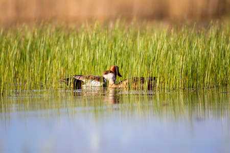 Red-throated greylag goose, Anas platyrhynchos, swimming in a lake