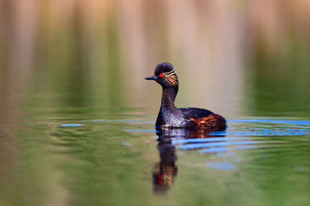 Black-necked grebe (Podiceps nigricollis)