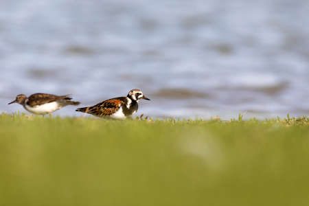 Ruddy turnstone (Arenaria interpres) in its natural enviroment in Denmark