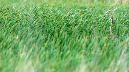 A closeup shot of green grass with a bird in the background
