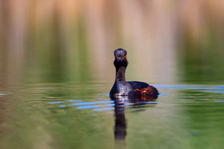 Black-necked grebe (Podiceps nigricollis) swimming on a lake
