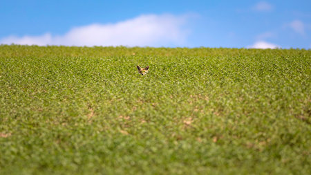 A vertical shot of a chick flying over a green field under a blue sky