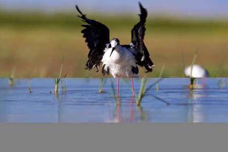 Black-winged stilt (Himantopus himantopus) in its natural habitat
