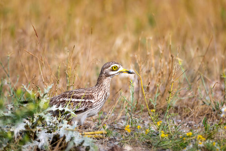 Little stone curlew, Burhinus brachyrhynchos, single bird in grass, Wiltshire
