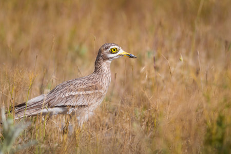 Crested stone-curlew, Burhinus indicus, single bird in grass, South Africa