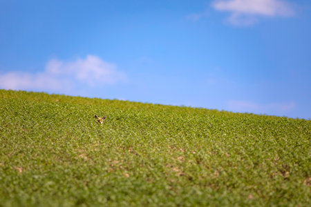 A closeup shot of a grassy field under a blue sky