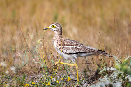 Burhinus indicus, Burhinus, Eurasian stone-curlew (Burhinus indicus), South Africa