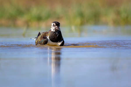 Northern lapwing (Vanellus vanellus) in its natural habitat