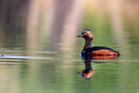 A black-necked grebe (Podiceps nigricollis) swimming on the water