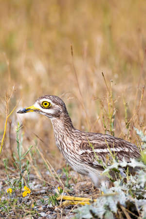 Burchell's Thick-knee (Argyllus argyllus) in nature.