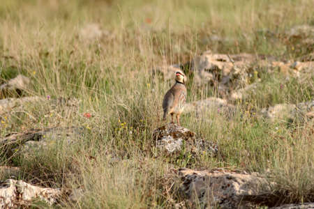 White-legged partridge (Alectoris alectoris) in the wild