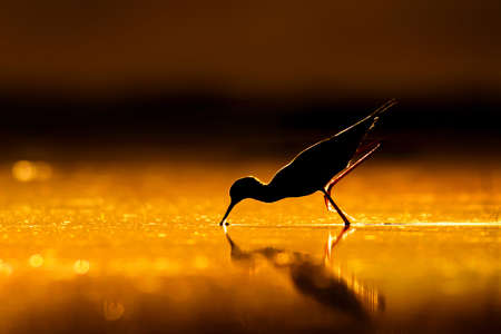 Sandpiper (Phalacrocorax ridibundus) in the sunset