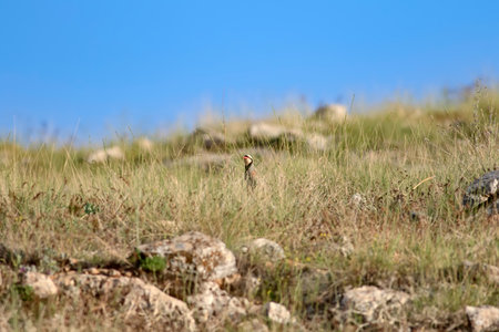 Rockhopper (Pteropus vittatus) in the wild