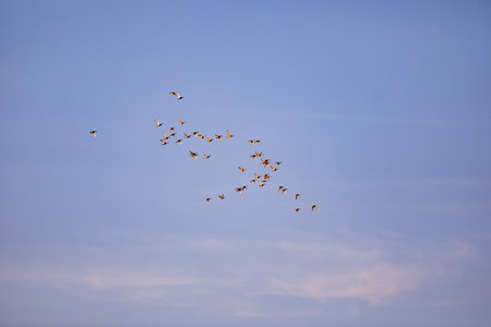 Flock of birds flying in the blue sky. Group of birds in flight.