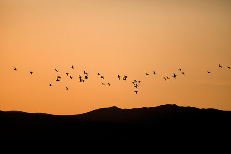 A flock of seagulls flying in the sunset sky.