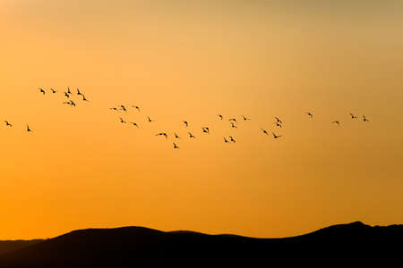 A flock of geese flying in the sky at sunset or sunrise