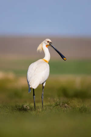Eurasian Spoonbill (Platalea leucorodia)の写真素材