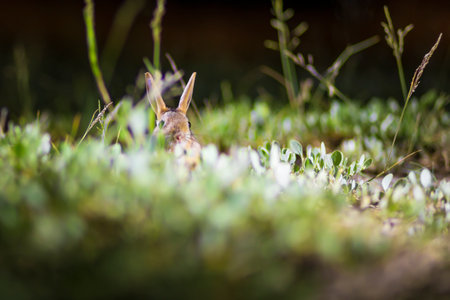 Rabbit on the grass in the forest. Wildlife scene from nature.