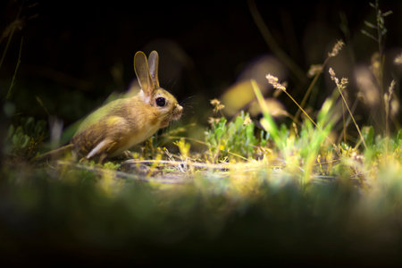 Rabbit in the grass at night. Wildlife scene from nature.