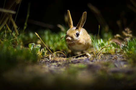 Rabbit in the grass. Animal in the nature. Spring.の写真素材